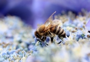 Insektenstiche, Bienen